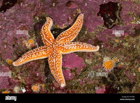 Common Starfish Common Sea Star Starfish Gemeiner Seestern Asterias