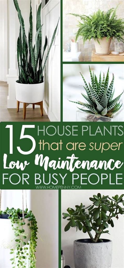 15 Low Maintenance House Plants For Busy People Home Penny House