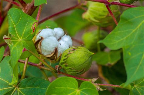 Cotton Plant Green Free Photo On Pixabay Pixabay