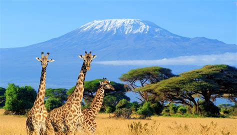 5 Days Kilimanjaro Hike Tarangire And Serengeti Safari Tanzania Tours