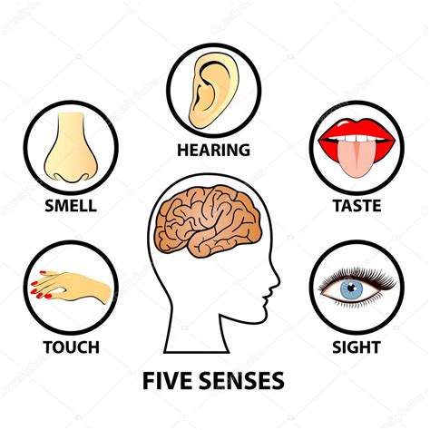 Human Five Senses Education Concept Vector Illustration — Stock Vector