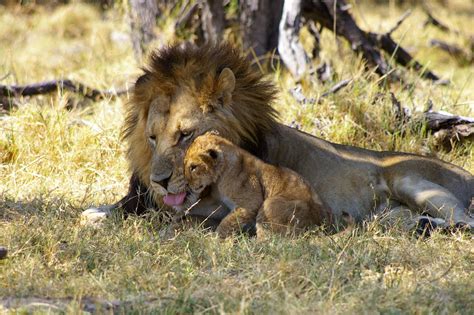 Wählen sie ihren rahmen und erhalten sie ihr foto in 5 tagen. Löwe mit Baby Foto & Bild | tiere, wildlife, säugetiere ...