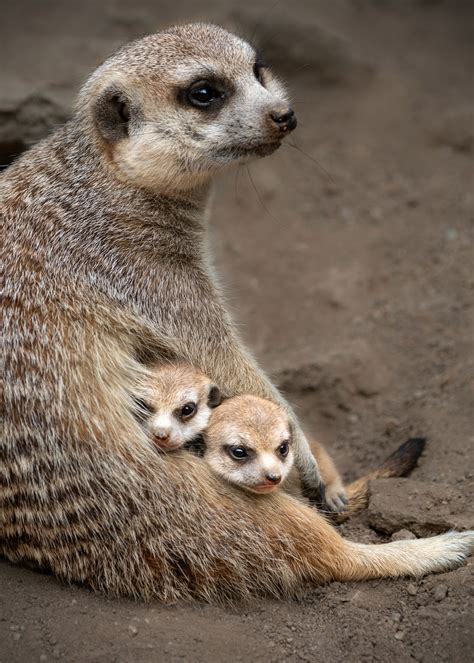 Baby Meerkats Debut At La Zoo Nbc Los Angeles