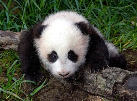San Diego Panda Cub Gets ‘very Cute Name