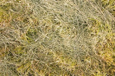Texture Yellow Grass Stock Photo Image Of People Wizened 43114558