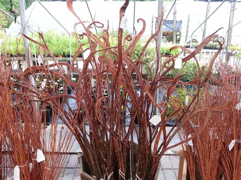 Japanese Fantail Willow Salix Sachalinensis Sekka Very Cool For Your Fall Potscontainers