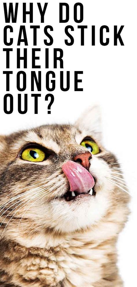 Cat Tongue Color Chart