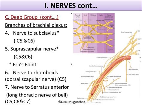 Posterior Triangle Of Neck Powerpoint Lecture Notes By Drnmugunth