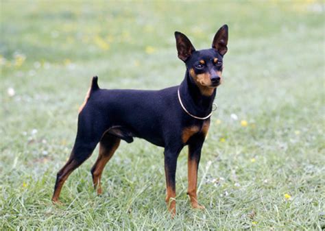 Small Dog Breeds That Make Good Watchdogs