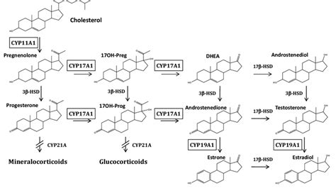 Sex Hormone Biosynthesis Pathway In Vertebrates Download Scientific