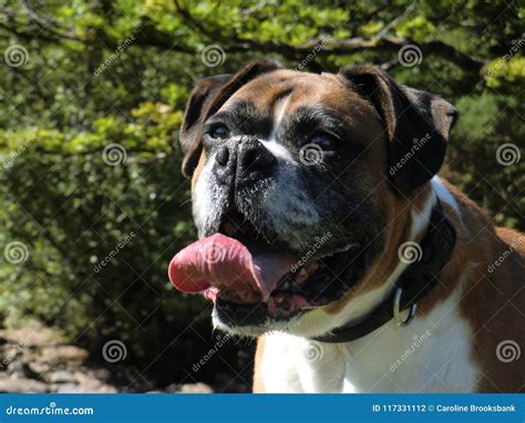 Boxer Dog Stock Photo Image Of Tongue Tired Boxer 117331112