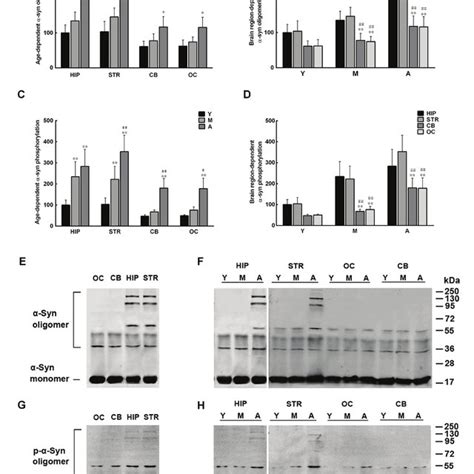 Age And Brain Region Dependent Alterations In α Synuclein α Syn