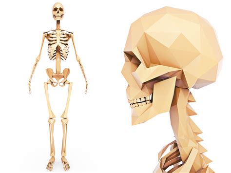 3d Model Accurate Human Skeleton Vr Ar Low Poly Cgtrader Hot Sex Picture