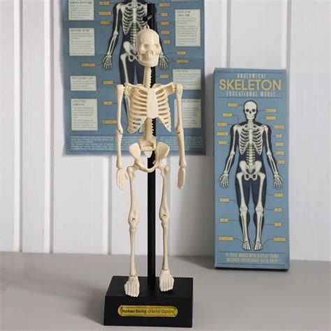 Anatomical Skeleton Educational Model Sevenoaks Bookshop