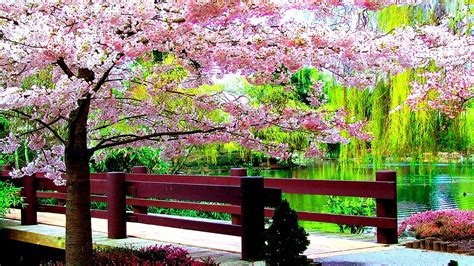 Beautiful Pink Blossom Flowers With Path Between Wood Fence And River In Park Hd Spring