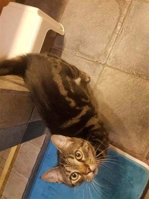 Lost Cat Domestic Short Hair In Stanwood Wa Lost My Kitty