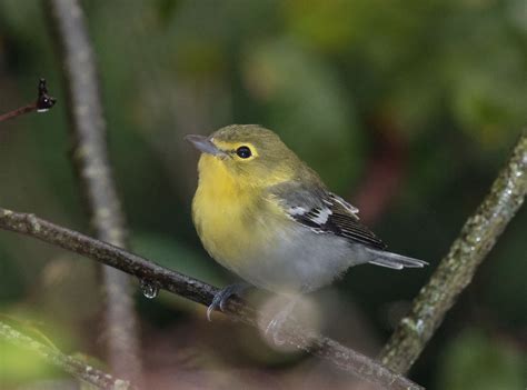 Photographing A Yellow Throated Vireo The Impact Of Stray Light