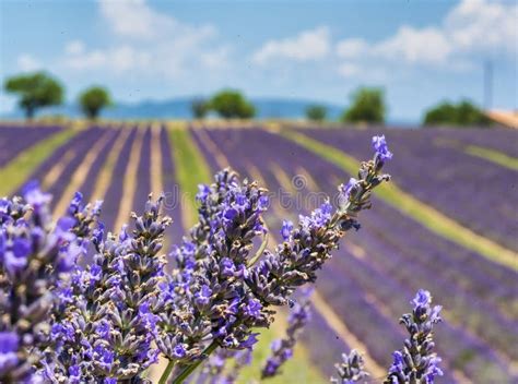 Amazing Colorful Lavender Field In Provence Summer Season In France