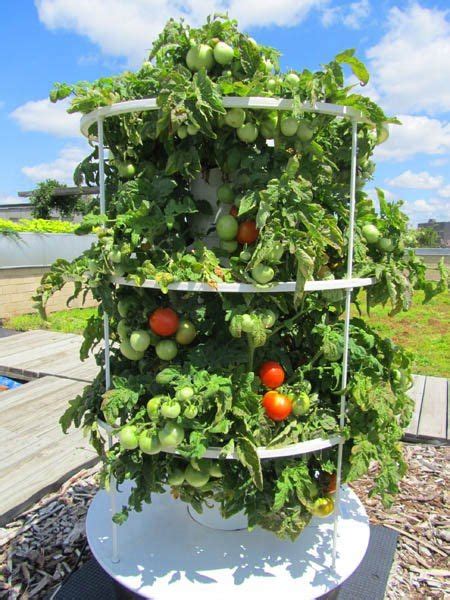 Tomatoes Growing In A Hydroponic Areoponic Tower Garden