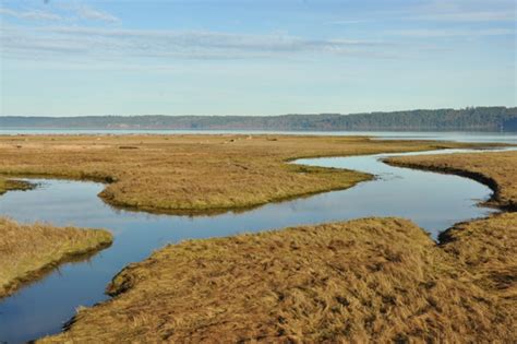 Maybe you would like to learn more about one of these? Dosewallips State Park