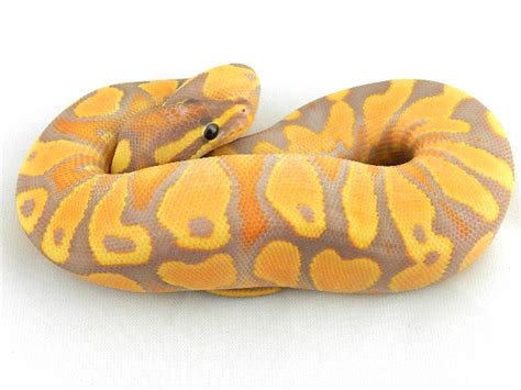 Super Orange Dream Yellow Belly Banana Ball Python Ball Python Morphs Python
