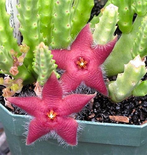 Items Similar To Rare Stapelia Scitula Mini Starfish Flower Unusual