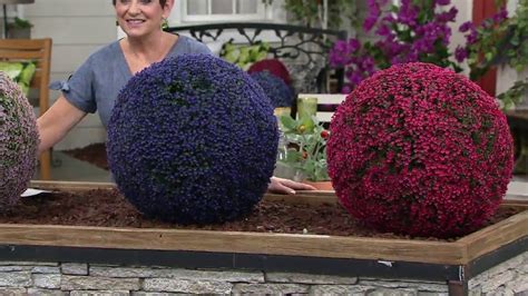 Tumblr is a place to express yourself, discover yourself, and bond over the stuff you love. Wicker Park 19" Faux Floral Oversized Garden Sphere on QVC ...