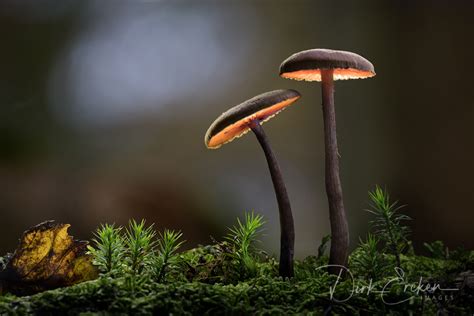 Glowing Mushrooms Dirk Ercken Images