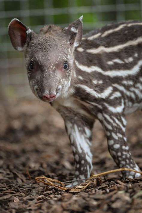 Im Zathras The First Baby Boy To Be Born At Chester Zoo In Eight