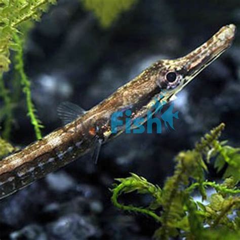 Freshwater Pipe Fish 12cm Delivered To Your Door In Australia