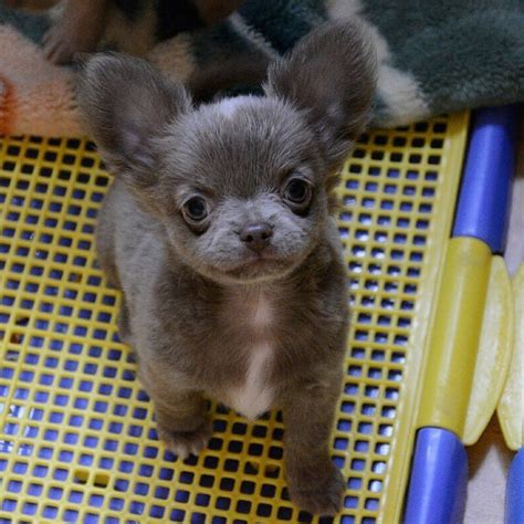 Lancaster puppies has yours today. Blue Teacup Chihuahua Puppies For Sale - Pets Lovers