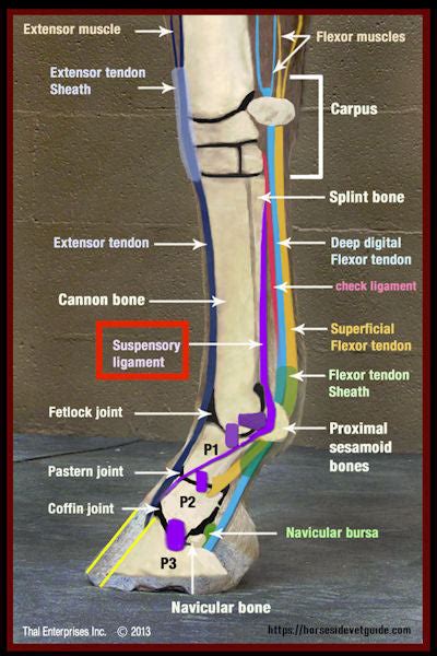 Check Ligament Equine Forelimb Anatomy