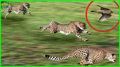 10 Of The Fastest Animals In The World Youtube