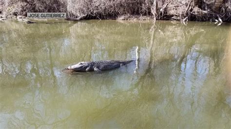 Gators Spotted Sunbathing At Fort Worth Nature Preserve Nbc 5 Dallas