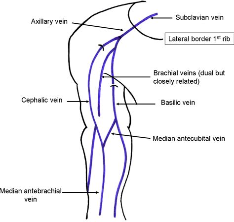 Schematic Drawing Demonstrating Venous Anatomy Of The Upper Extremity