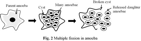 Amoeba's reproduction is an example for binary fission. FISSION