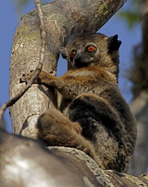 Petters Sportive Lemur Madagascar Animals Lemur Animals