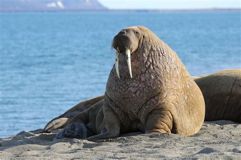 Free Photo Walrus In Winter Animal Frozen Ice Free Download Jooinn