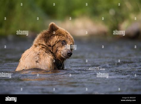 View Of Brown Bear Swimming In The Russian River Kenai Peninsula