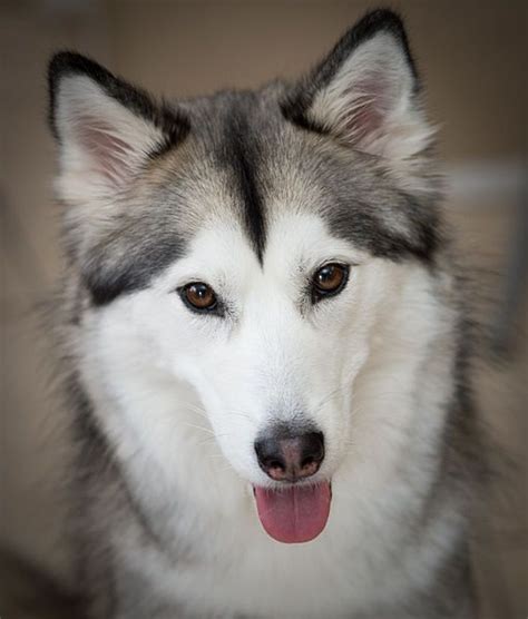 Siberian Huskies Beautifully Black White And Tan With Brown Eyes My