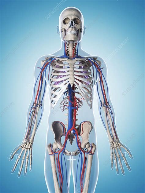 Human Vascular System Illustration Stock Image F0107669 Science