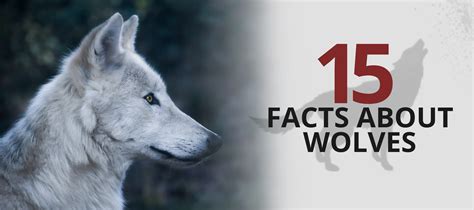 15 Amazing Facts About The Wolf Wolf Stuff