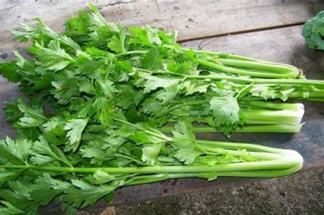 Growing Thai Celery From Seeds Tips And Tricks For A Successful