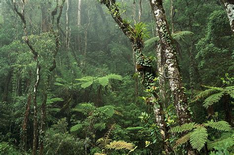 Hd Wallpaper Amazon Thick Forest Jungle Rainforest Dense 3d