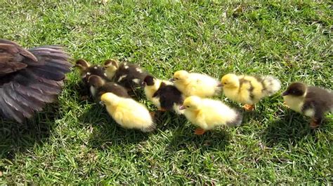 New Born Baby Ducks And Mother Duck Youtube