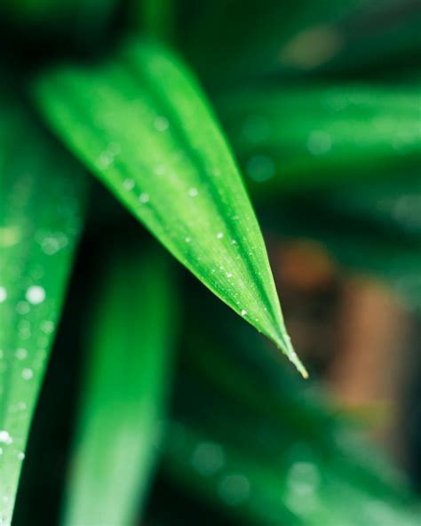 Closeup Photography Of Green Leafed Plant With Water Dew · Free Stock Photo