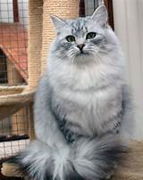 Silver Cat Breed Photos