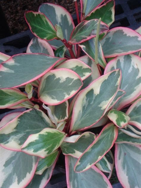 Photo Of The Leaves Of Red Edge Peperomia Peperomia Tricolor Posted