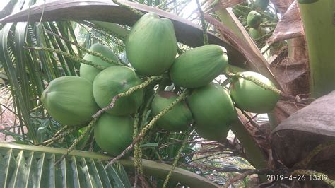 Jika dilihat dari luar, buah kelapa wulung ini memang layaknya seperti kelapa hijau biasa. Rahsia Pokok Kelapa Pandan berbuah lebat! - Cikgu Suffi (CS)