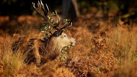 Wallpaper Animals Nature Grass Wildlife Antlers Autumn Fauna